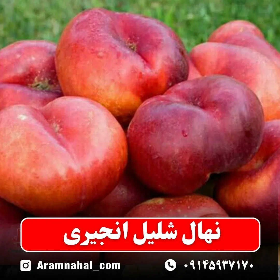 نهال شلیل انجیری