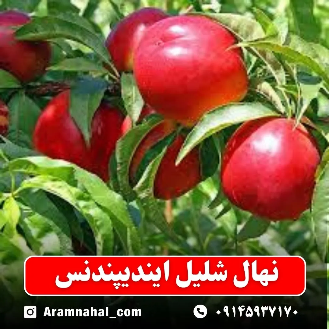 نهال شلیل ایندیپندنس