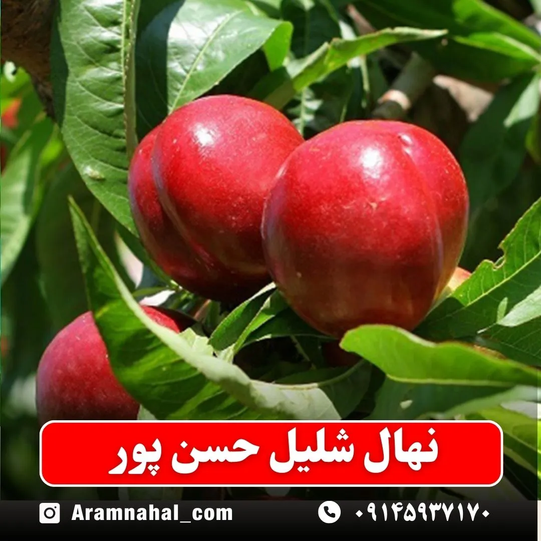 نهال شلیل حسن پور