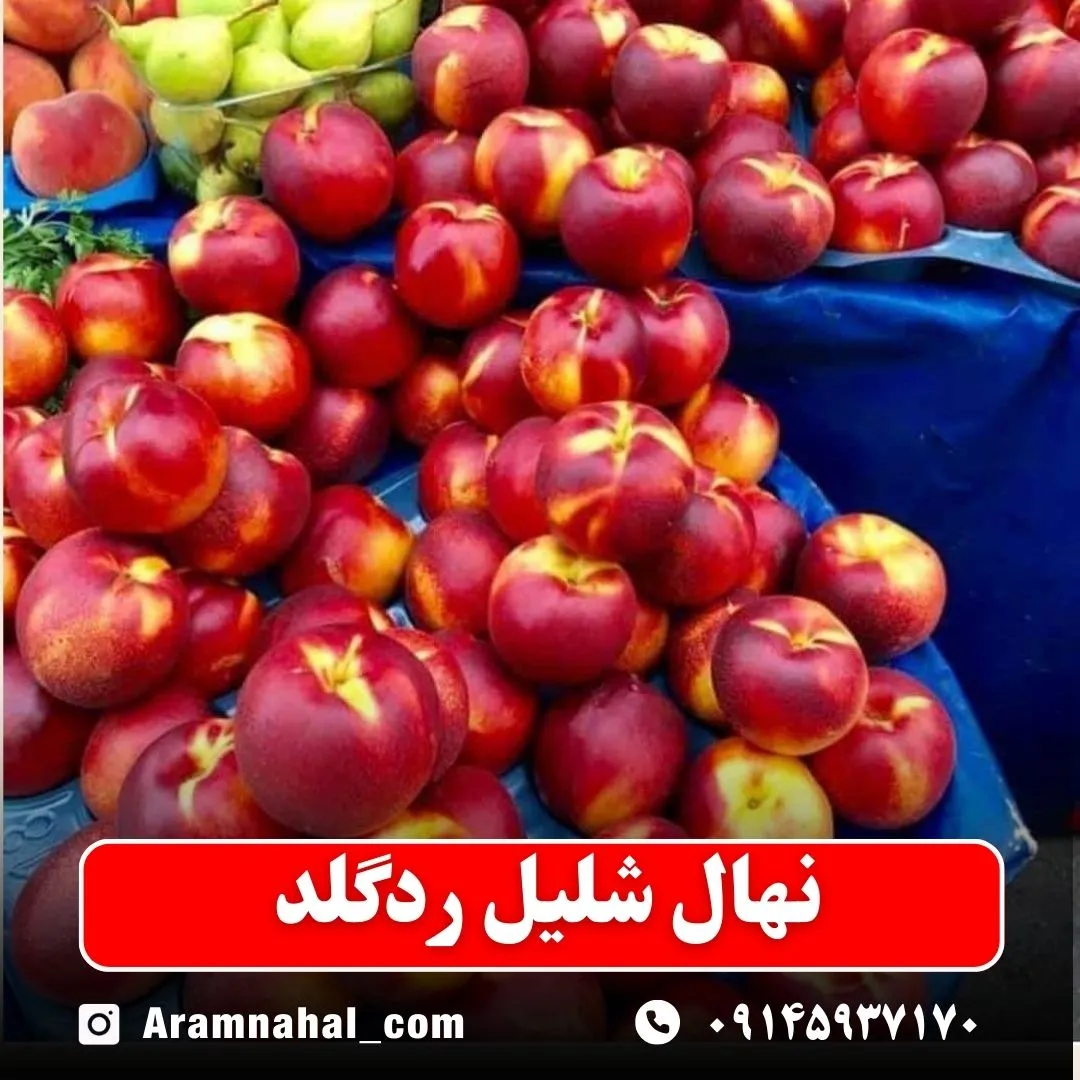 نهال شلیل ردگلد