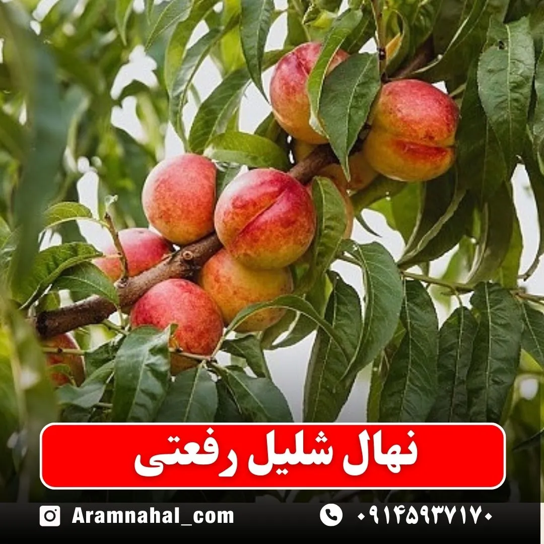 نهال شلیل رفعتی