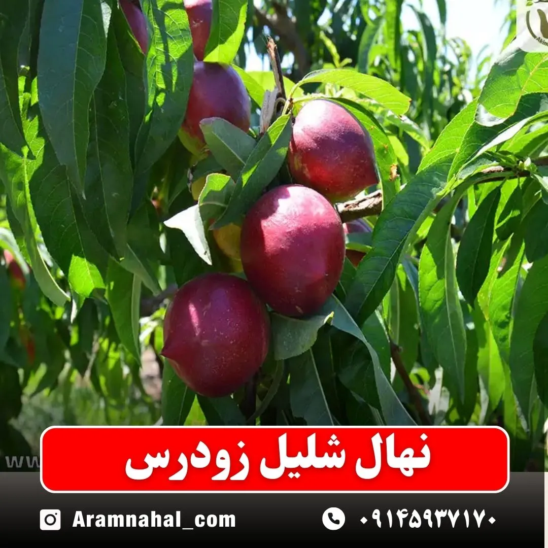 نهال شلیل زودرس