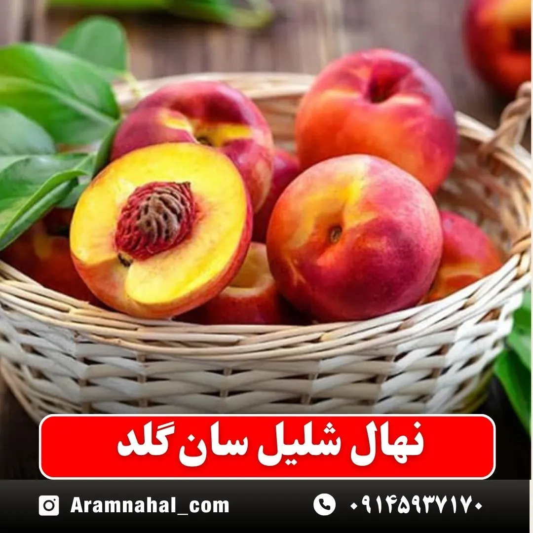 نهال شلیل سان گلد