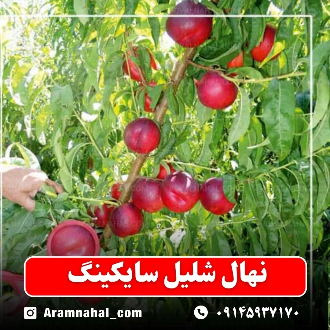 نهال شلیل سایکینگ