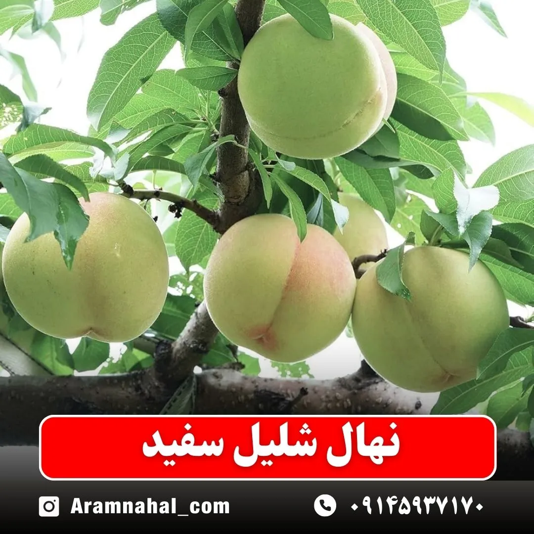 نهال شلیل سفید