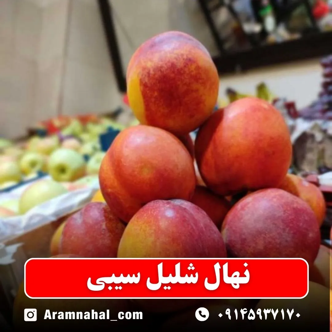 نهال شلیل سیبی