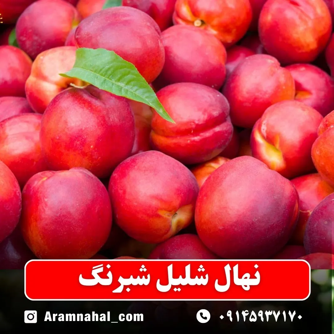 نهال شلیل شبرنگ