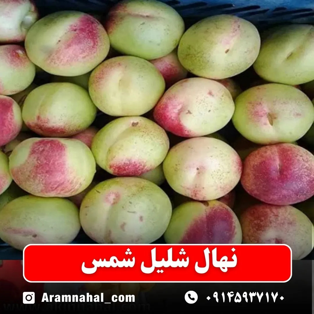 نهال شلیل شمس