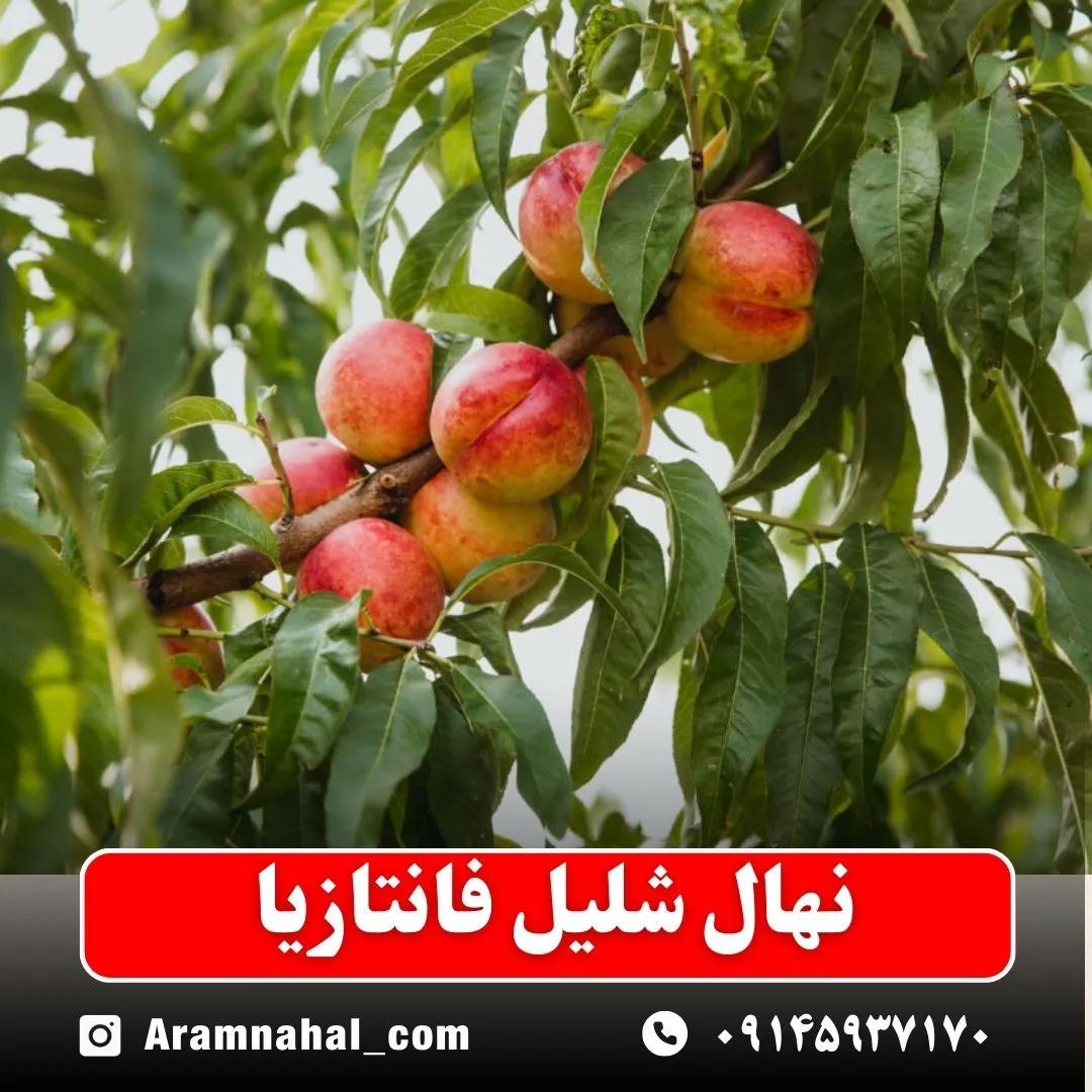 نهال شلیل فانتازیا