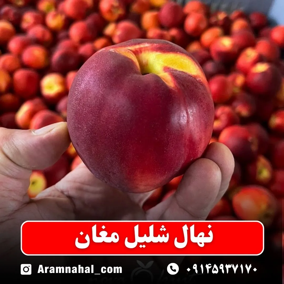 نهال شلیل مغان