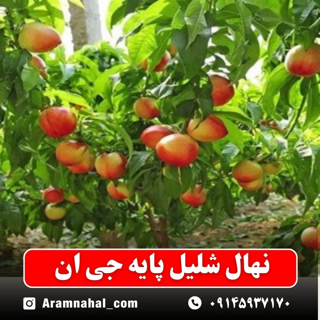 نهال شلیل پایه جی ان