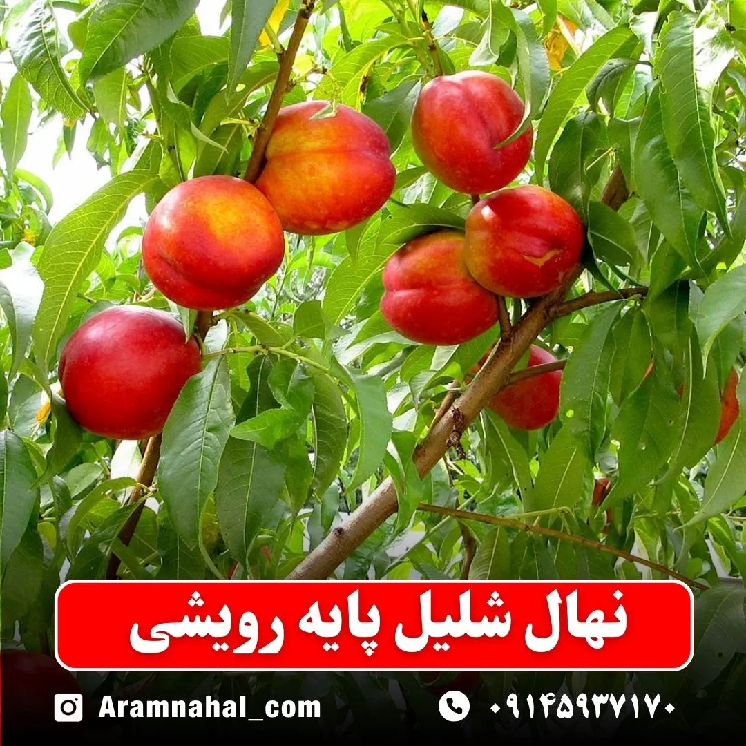 نهال شلیل پایه رویشی