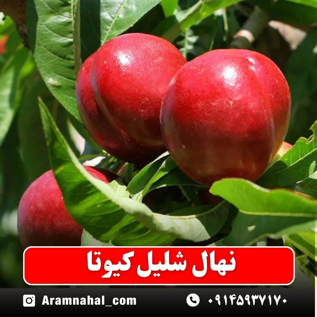 نهال شلیل کیوتا