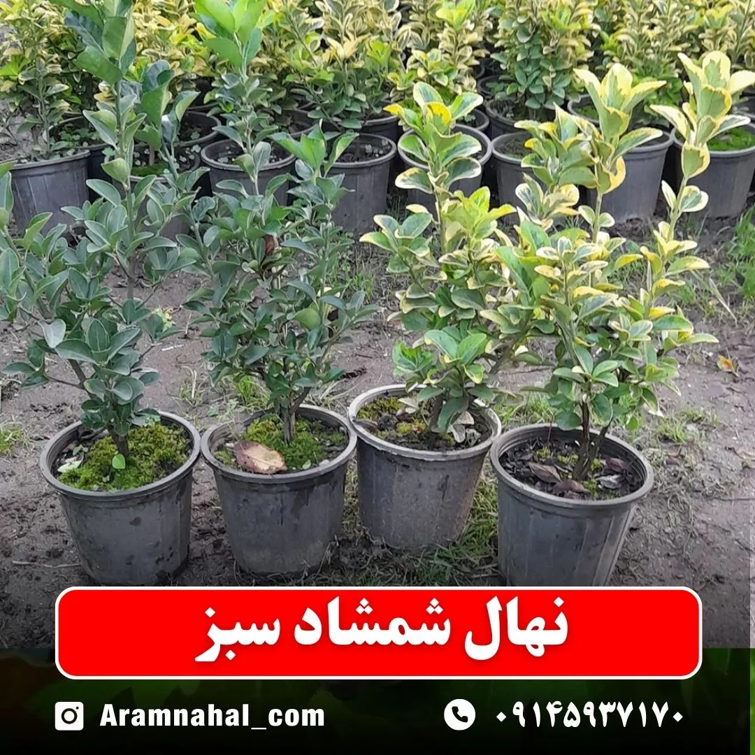 نهال شمشاد سبز