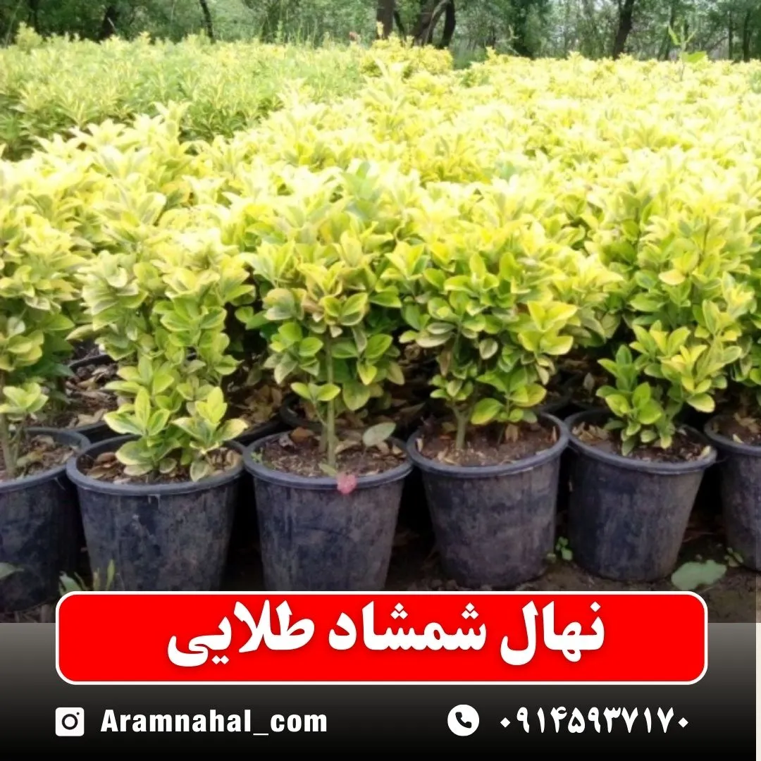نهال شمشاد طلایی