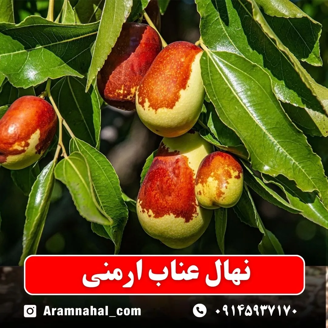 نهال عناب ارمنی
