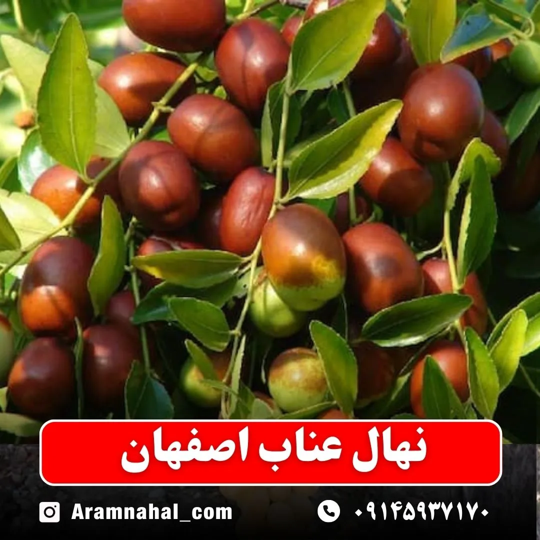 نهال عناب اصفهان