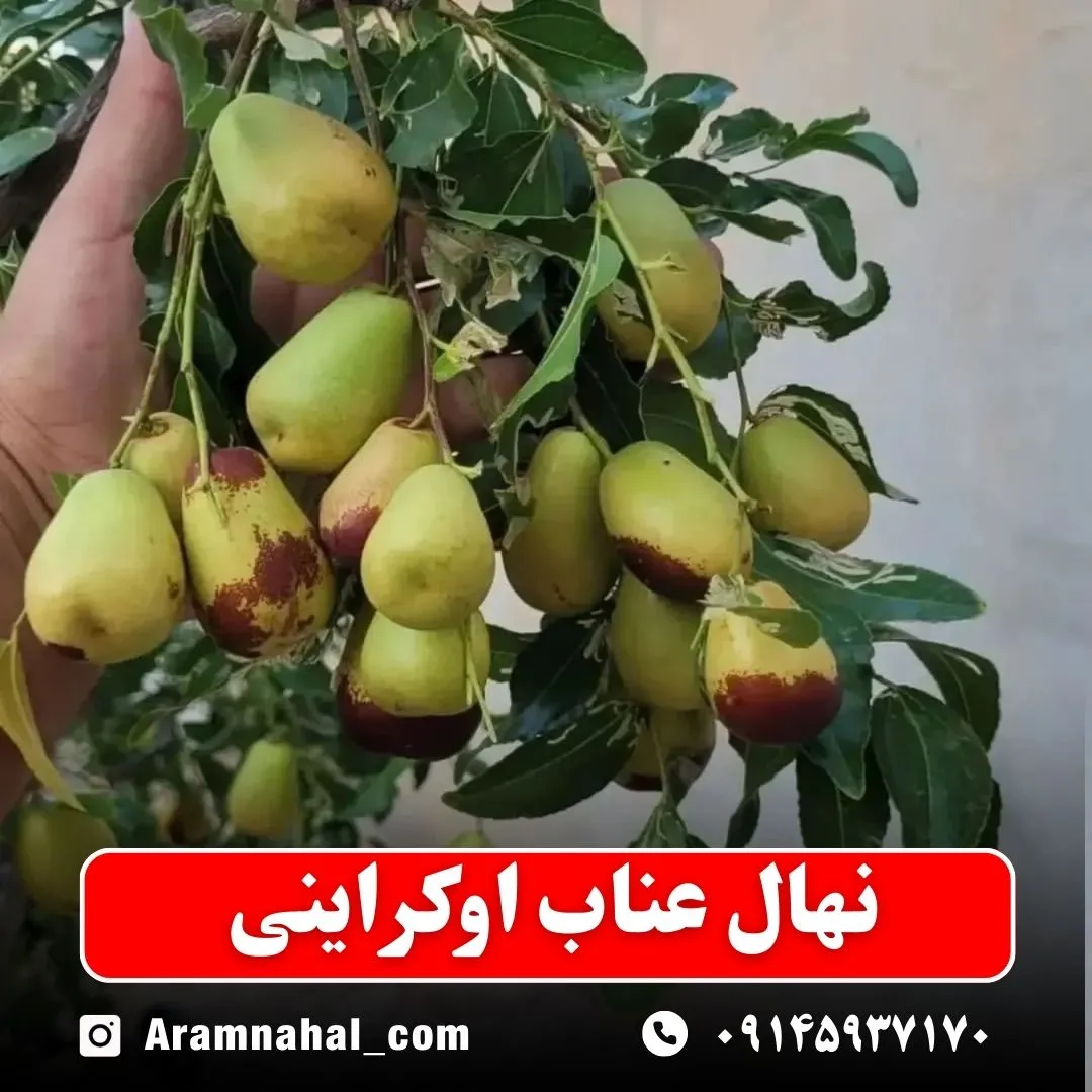 نهال عناب اوکراینی