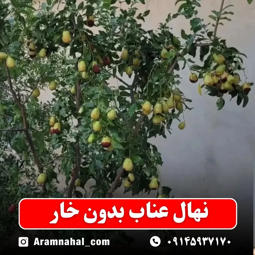 نهال عناب بدون خار