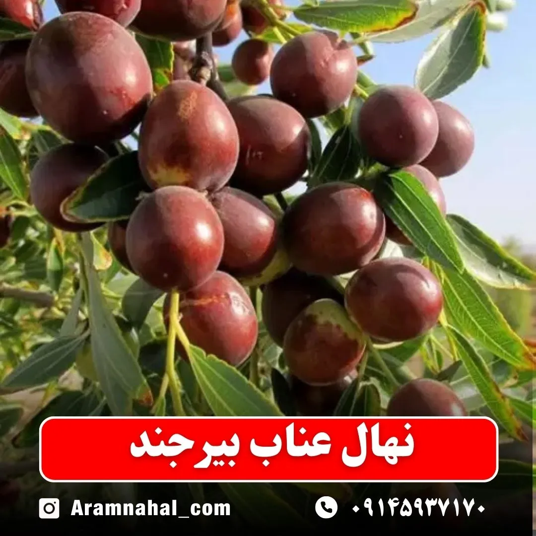 نهال عناب بیرجند