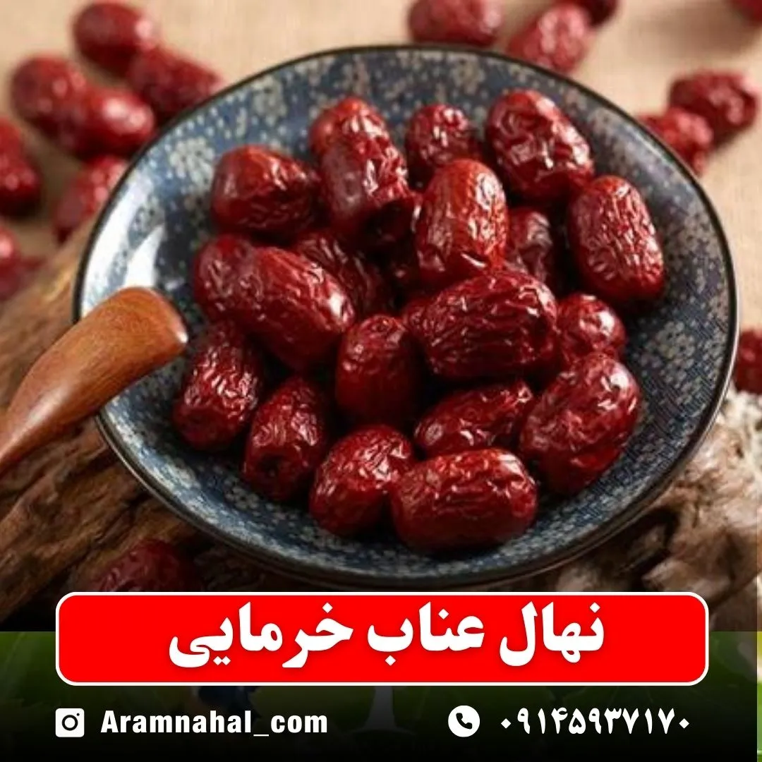 نهال عناب خرمایی