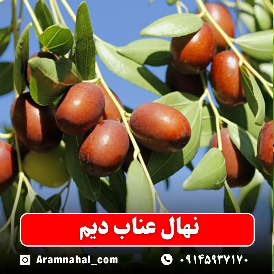 نهال عناب دیم