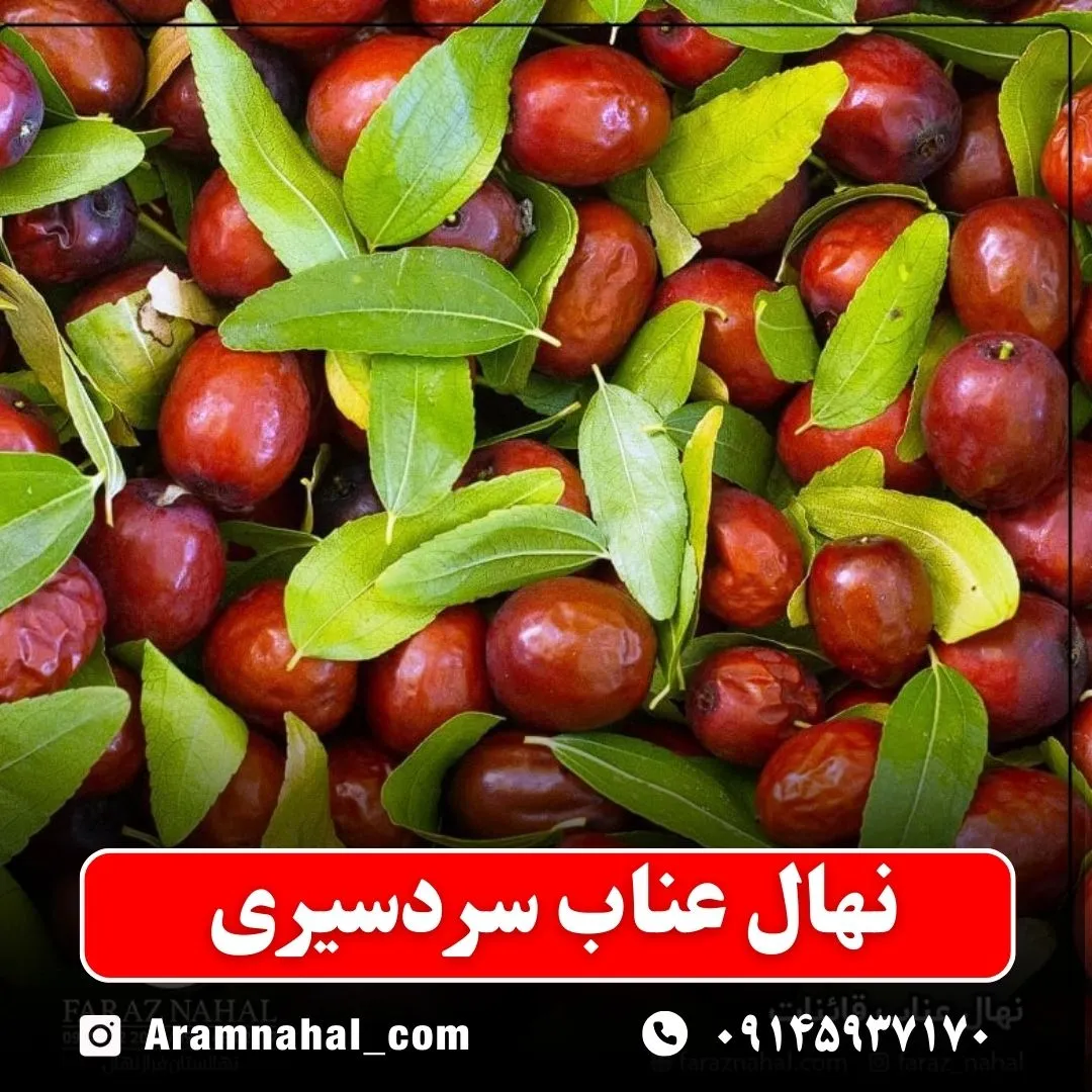 نهال عناب سردسیری