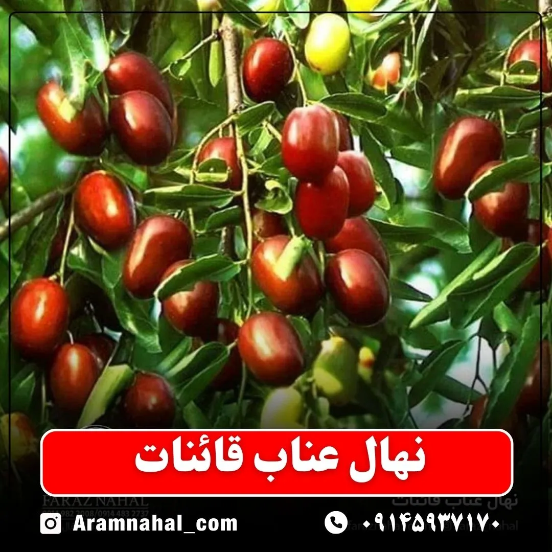 نهال عناب قائنات
