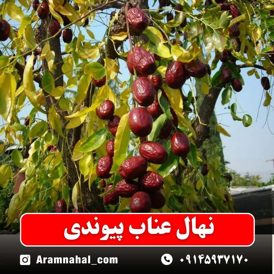نهال عناب پیوندی