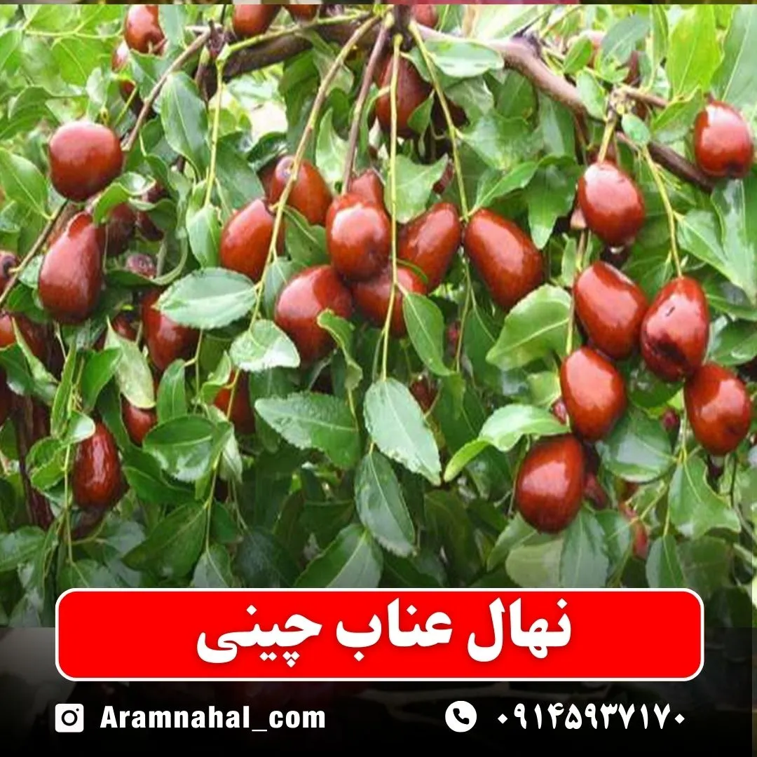 نهال عناب چینی