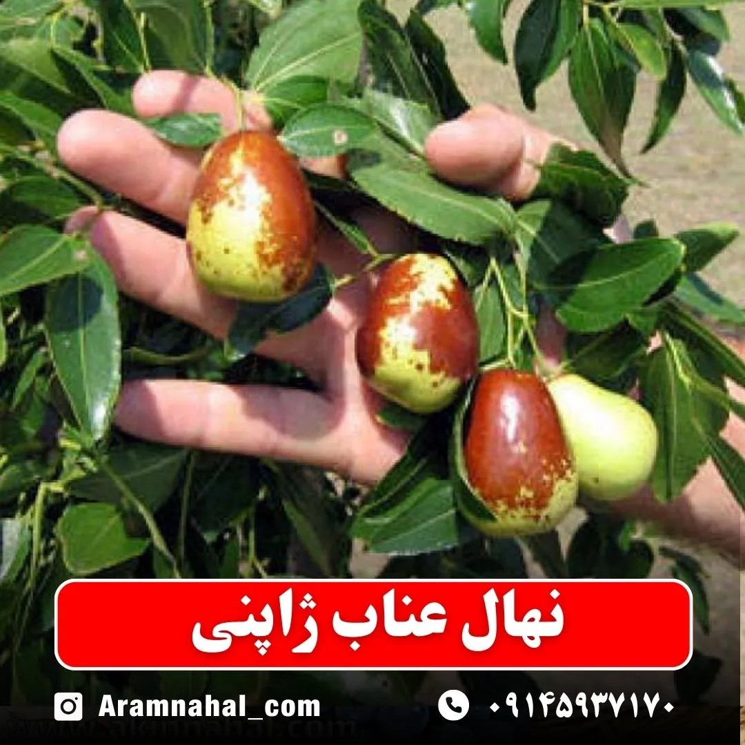 نهال عناب ژاپنی