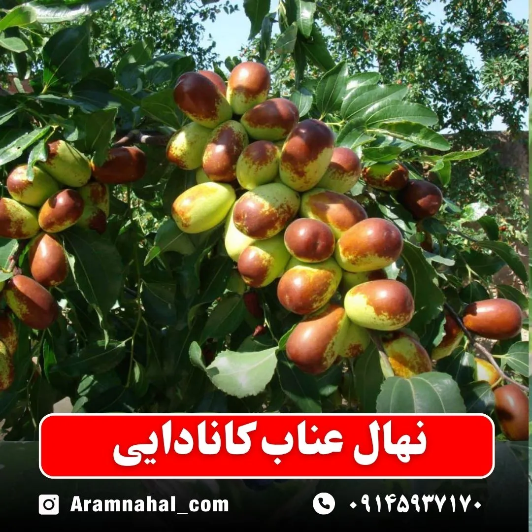 نهال عناب کانادایی