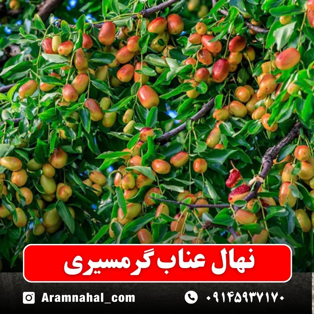 نهال عناب گرمسیری