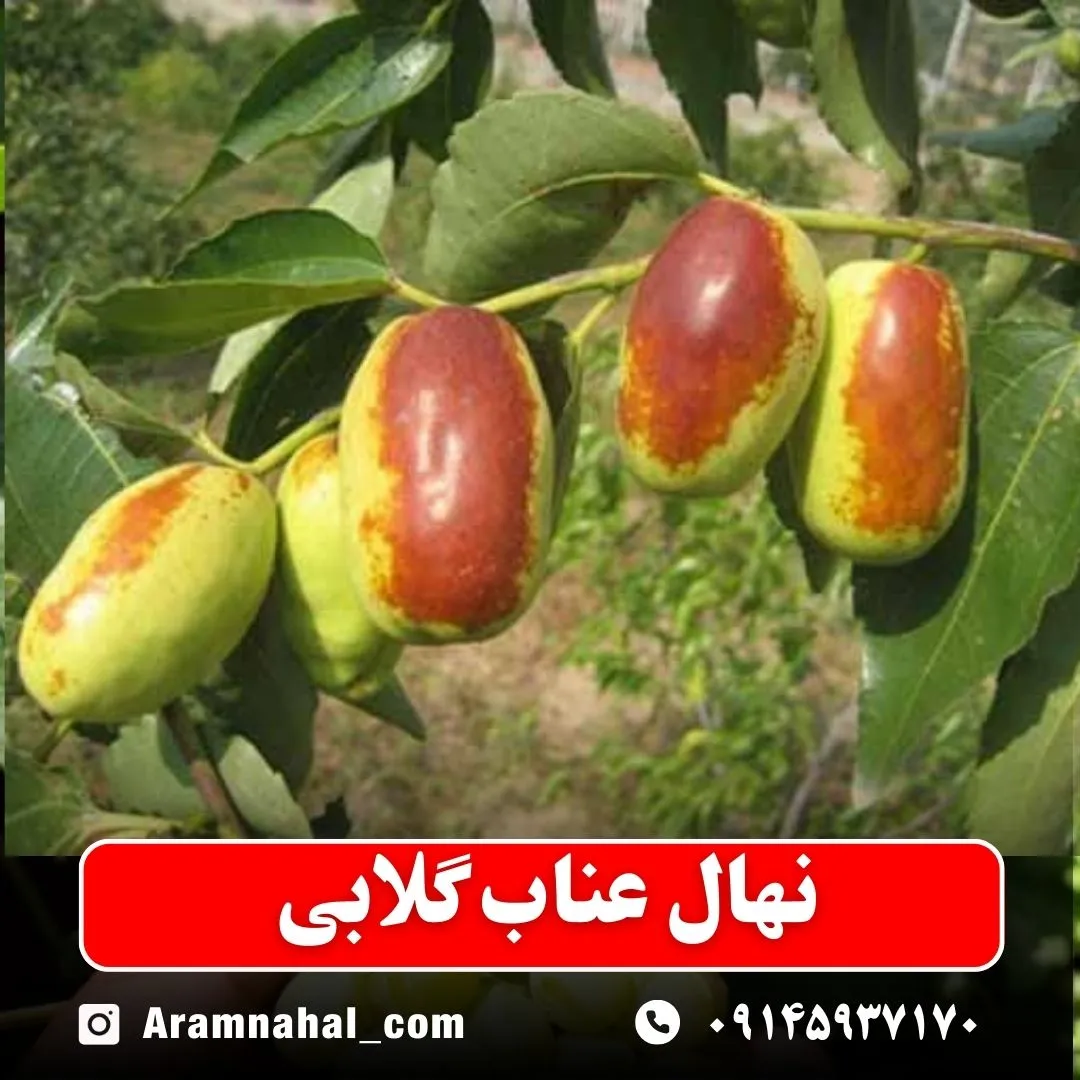 نهال عناب گلابی