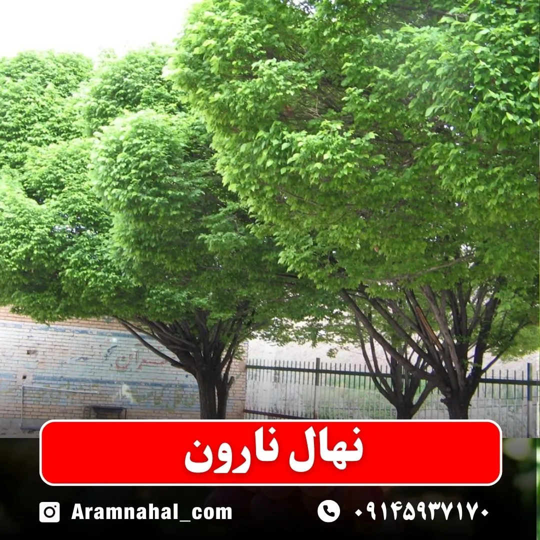 نهال نارون