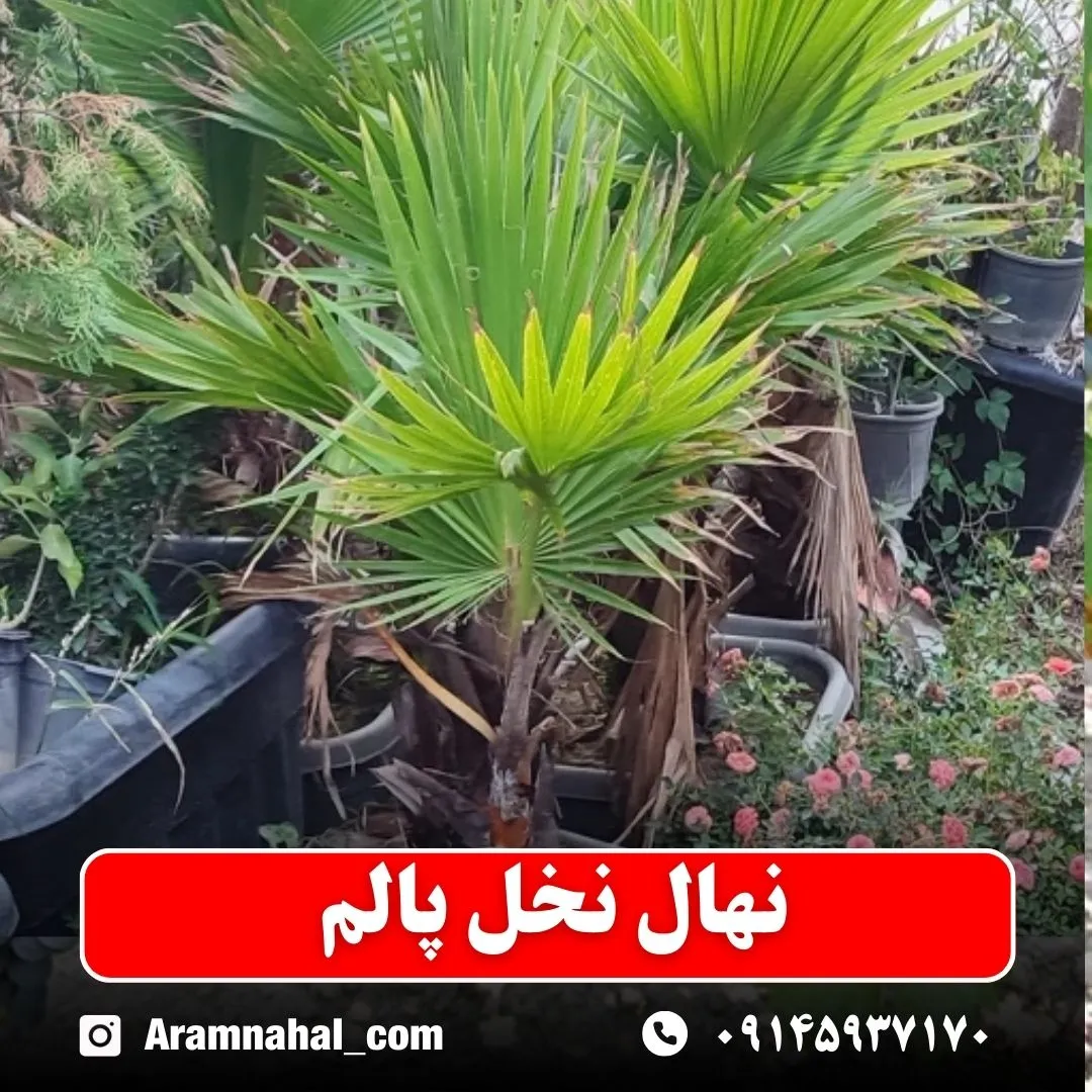 نهال نخل پالم