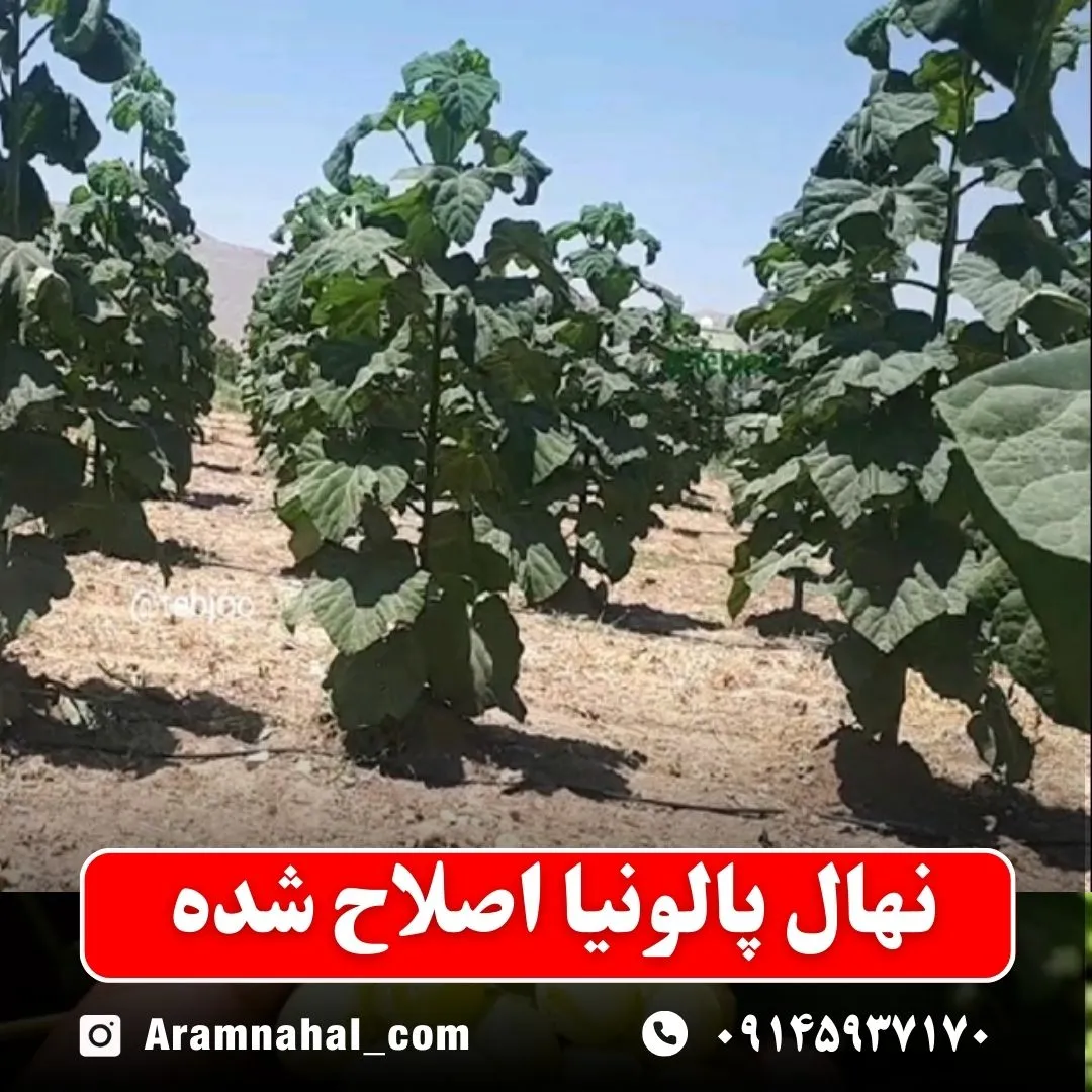 نهال پالونیا اصلاح شده