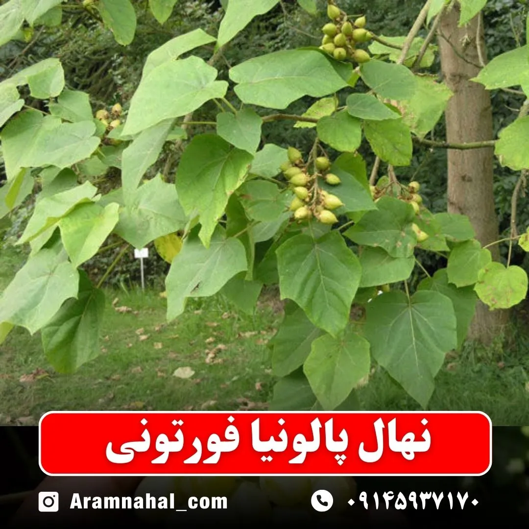 نهال پالونیا فورتونی