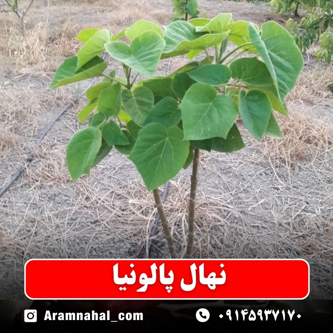 نهال پالونیا