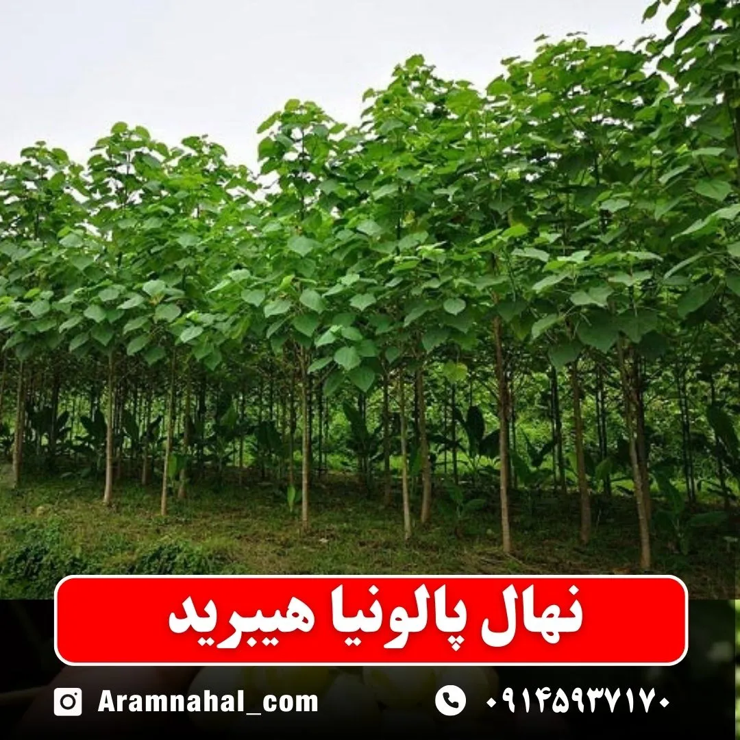 نهال پالونیا هیبرید