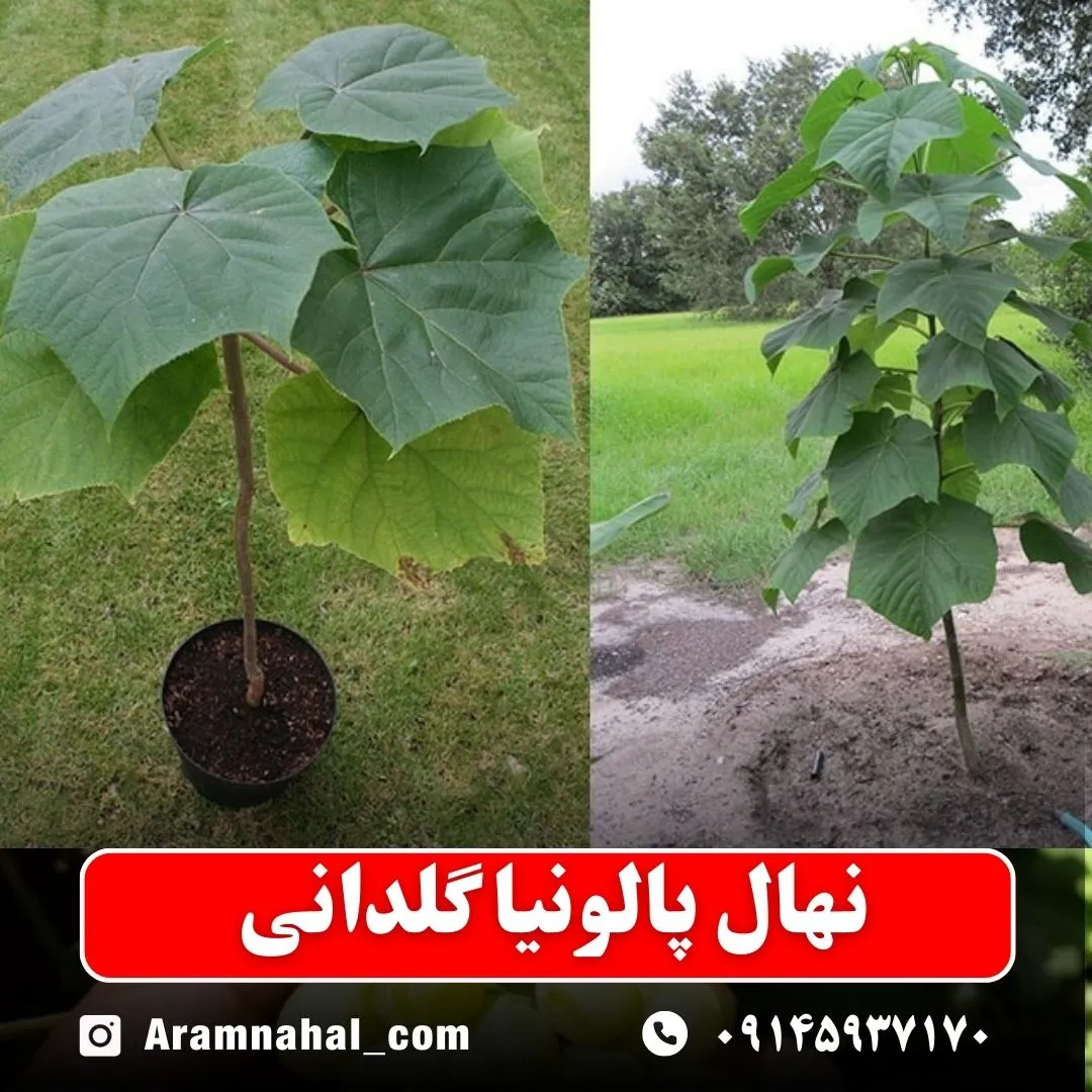 نهال پالونیا گلدانی
