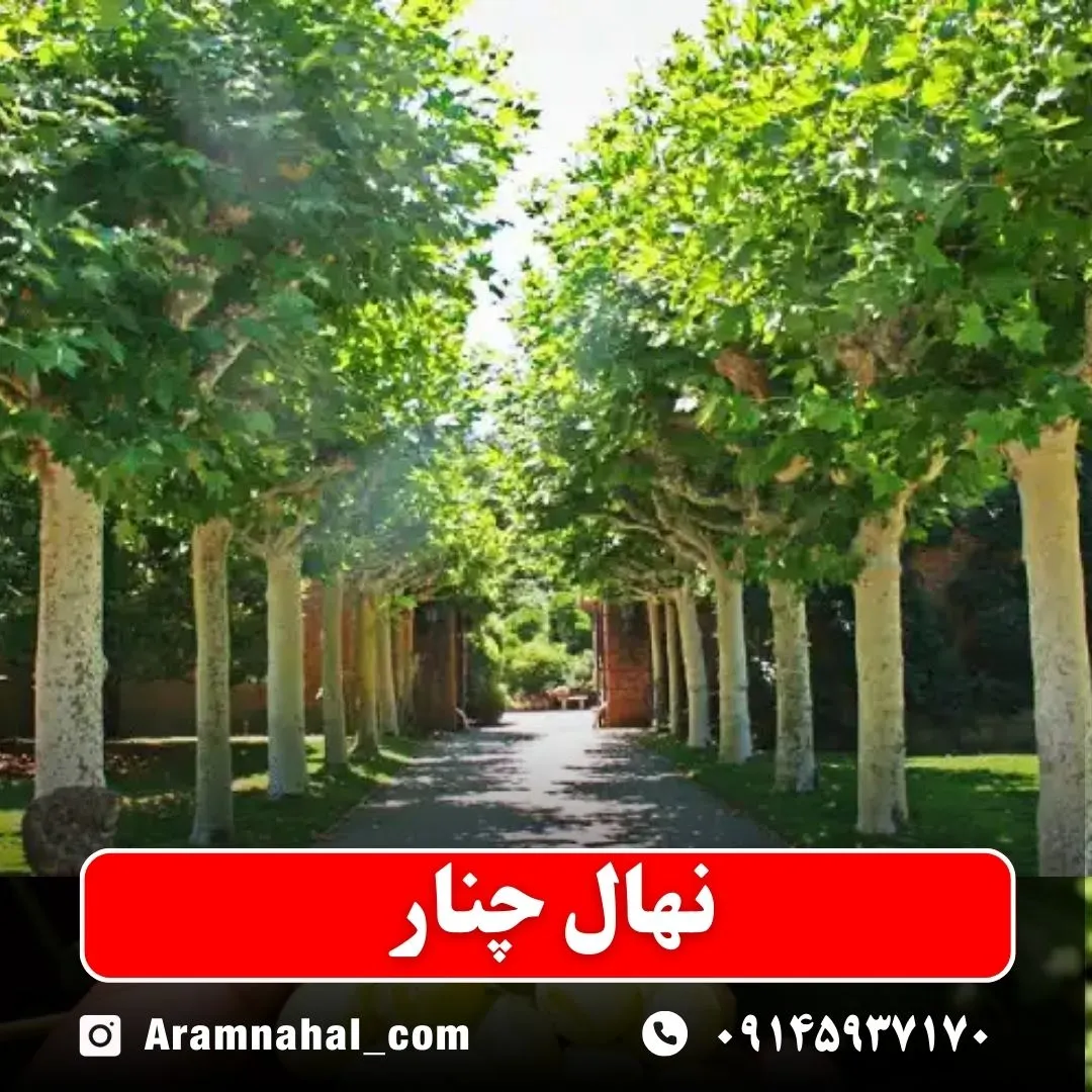 نهال چنار