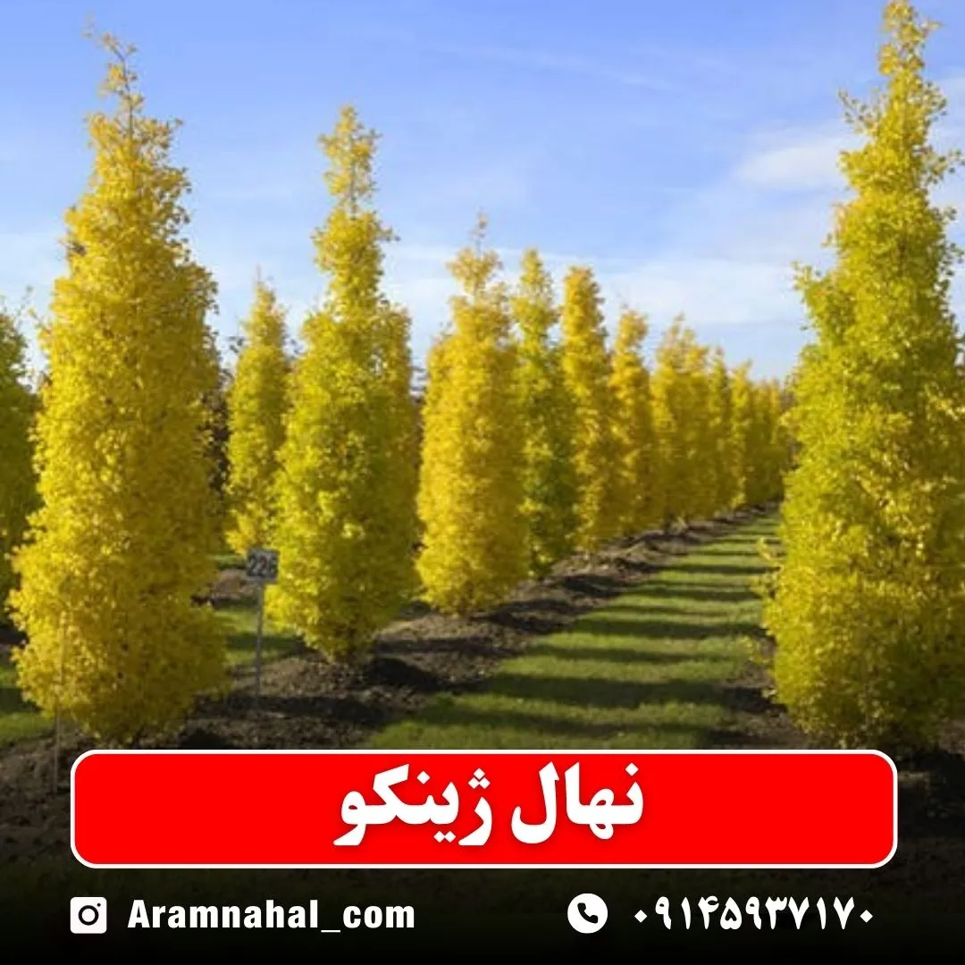 نهال ژینکو