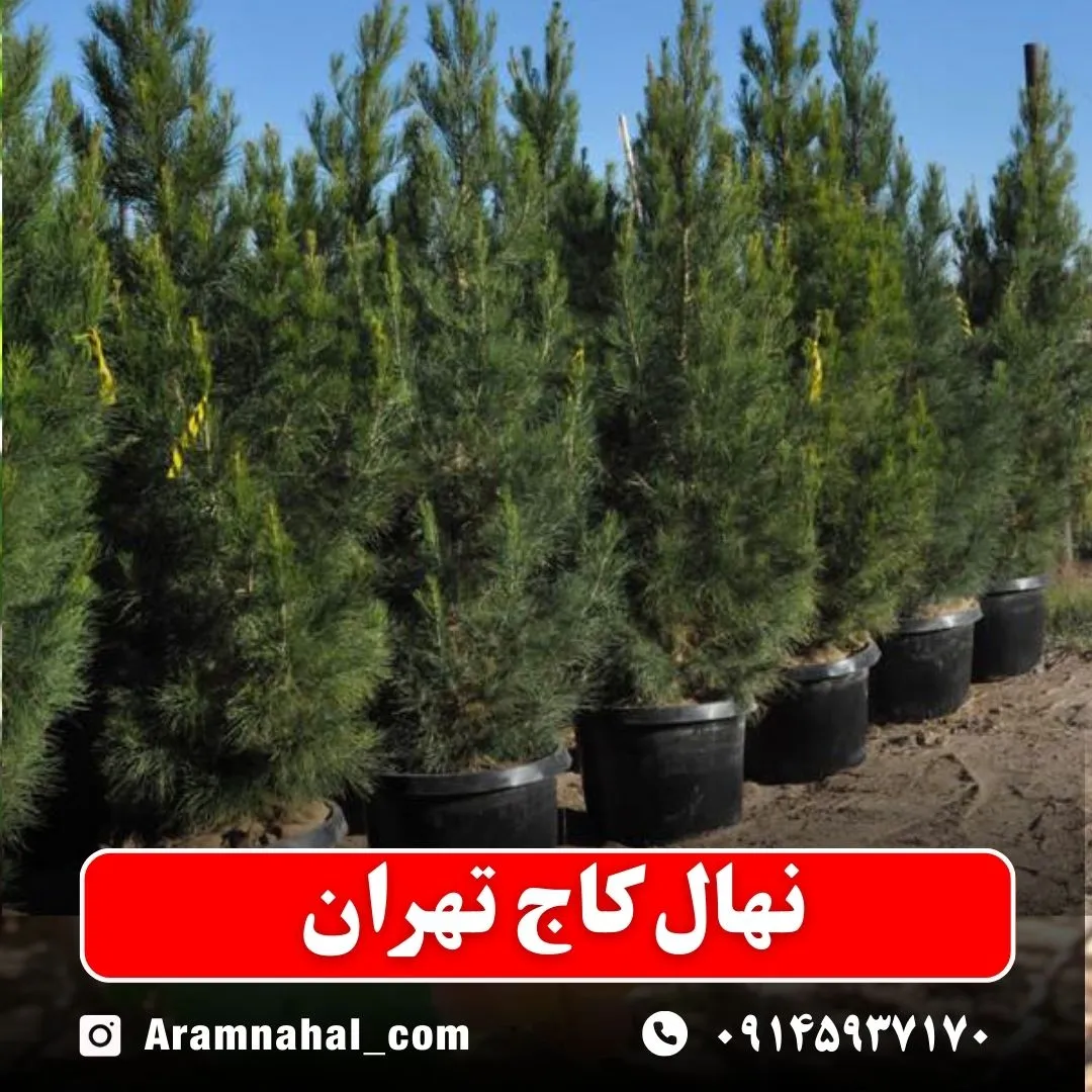 نهال کاج تهران