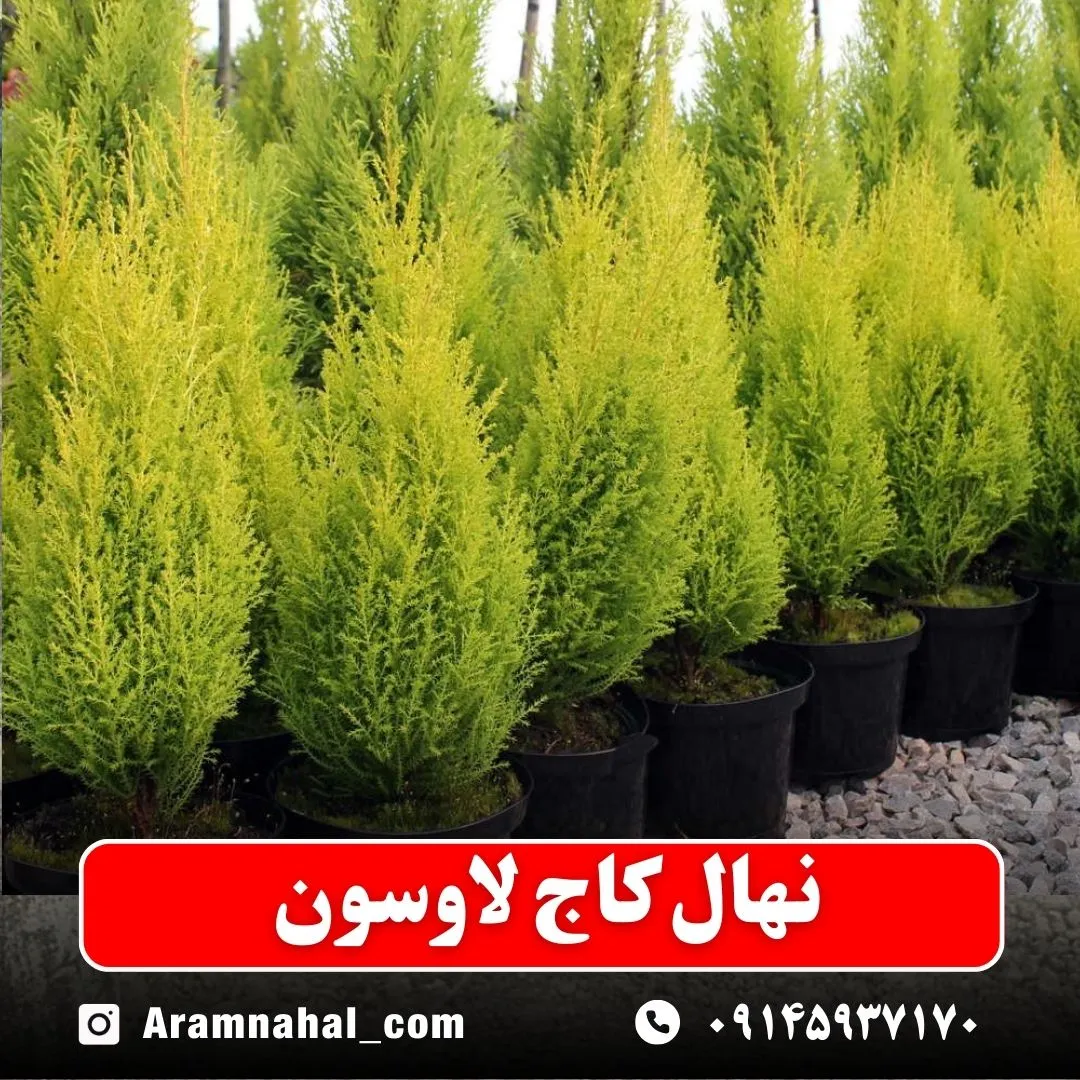 نهال کاج لاوسون