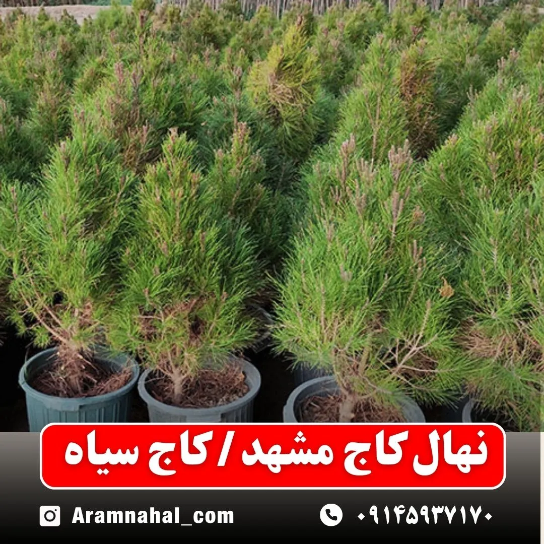 نهال کاج مشهد / کاج سیاه