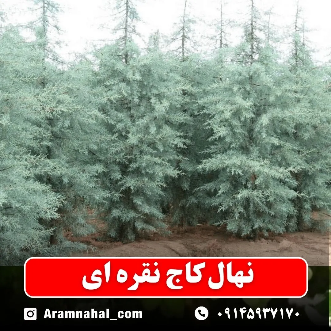 نهال کاج نقره ای