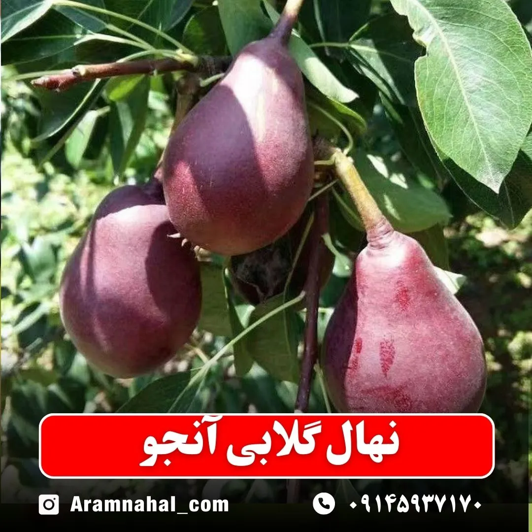 نهال گلابی آنجو