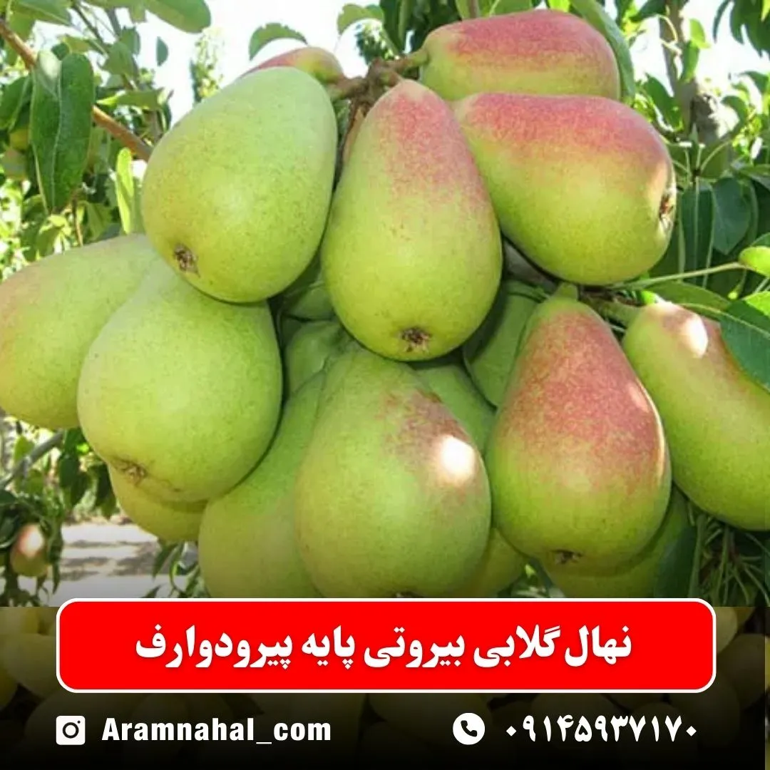 نهال گلابی بیروتی پایه پیرودوارف