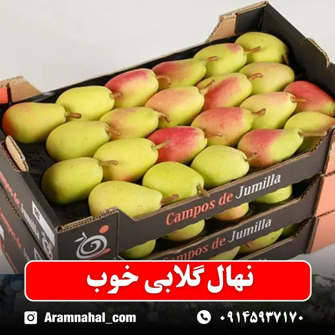 نهال-گلابی-خوب-نهالستان-آرام-نهال نهال گلابی خوب